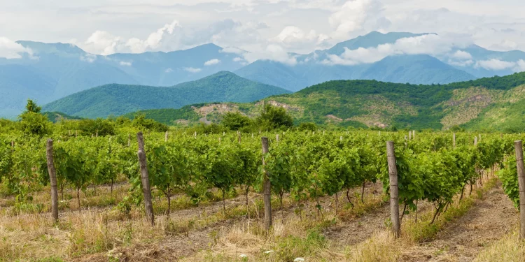 As of September 12, 78,000 tons of grapes were processed in Kakheti