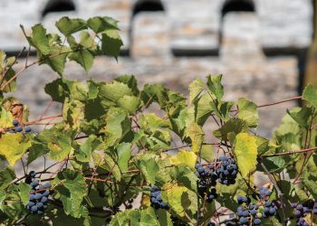 A Sonic Pilgrimage: Jörg Halubeck’s Extraordinary Journey into the Soundscapes of Bach’s Organ Music at Tbilisi Conservatory