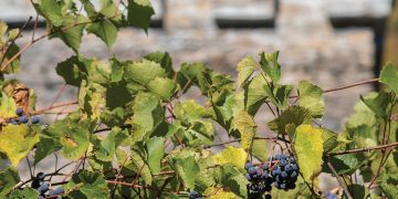 A Sonic Pilgrimage: Jörg Halubeck’s Extraordinary Journey into the Soundscapes of Bach’s Organ Music at Tbilisi Conservatory