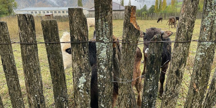 O Fortuna: Gábor Hollerung and Georgian Choral Masterpiece at Autumn Tbilisi Festival
