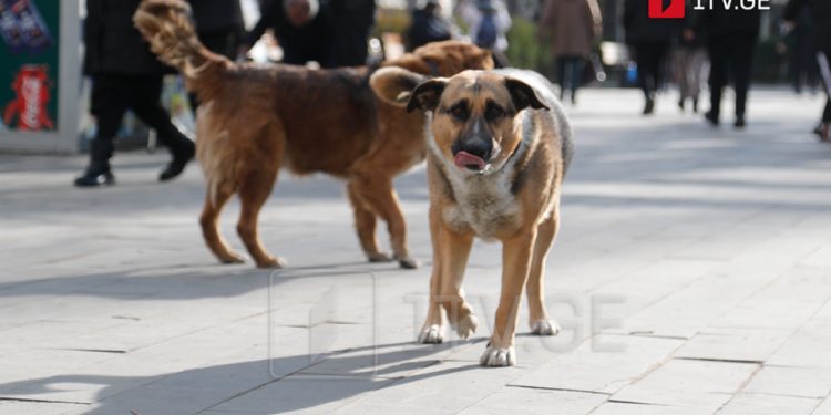 New homeless animals population management center built in Tbilisi
