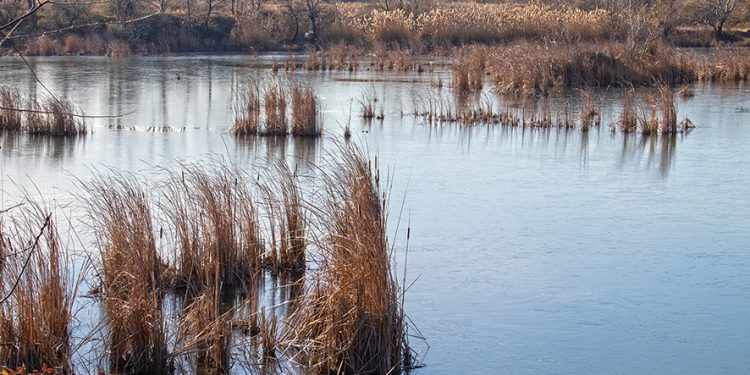 The Phantom Ticket: Art, Resistance, and Solidarity in the Face of Crisis