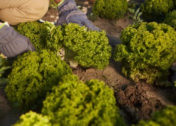 Transforming Agriculture in Racha: A New Generation of Farmers Embrace Climate-Smart Practices