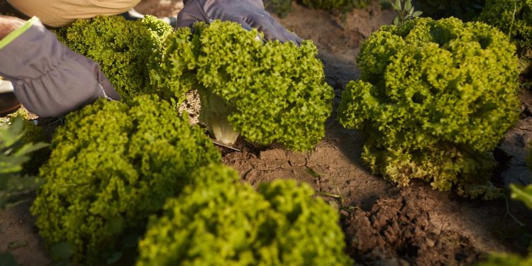 Transforming Agriculture in Racha: A New Generation of Farmers Embrace Climate-Smart Practices