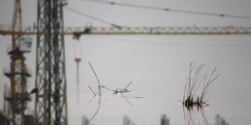 Photo by Tony Hanmer