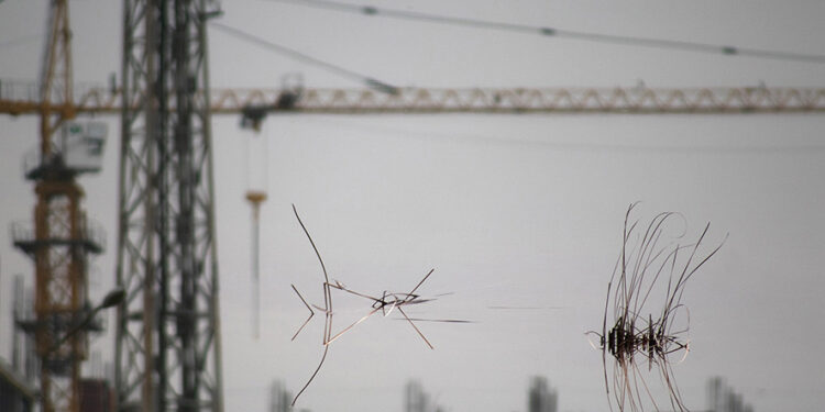 Photo by Tony Hanmer