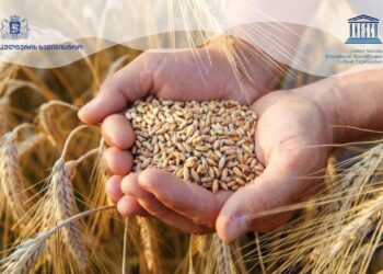 Georgia’s wheat culture advances in UNESCO nomination process