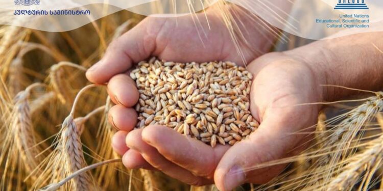 Georgia’s wheat culture advances in UNESCO nomination process