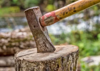 Georgia’s slaughterhouse activity and meat production in 2024