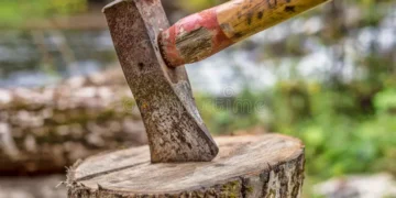 Georgia’s slaughterhouse activity and meat production in 2024