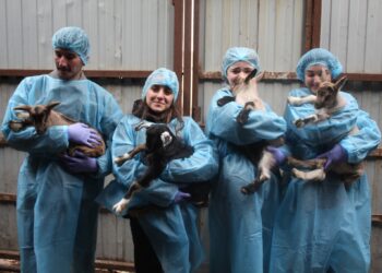 FAO veterinarians share expertise with Agricultural University students