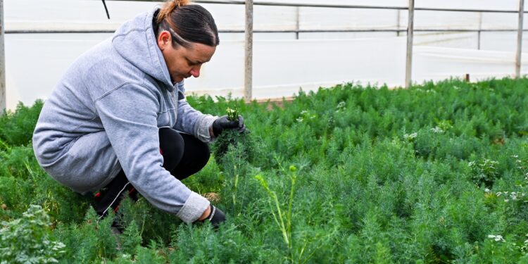 UNDP and Switzerland support agribusiness growth in Western Georgia