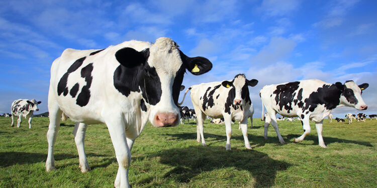 Lasha Papashvili wins lawsuit over banned cattle feed in dairy scandal