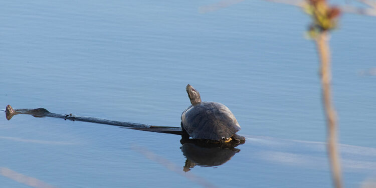 Dighomi Meadows. Photo by the author