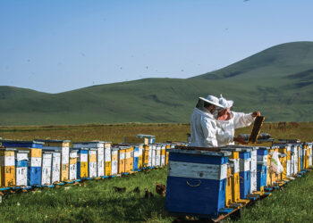 Beekeepers in Georgia. Source: geobeekeepers.ge