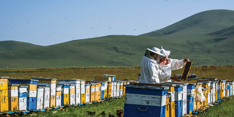 Beekeepers in Georgia. Source: geobeekeepers.ge