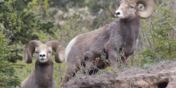 Bighorn sheep in Canada. Photo by the author