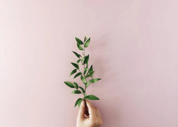 An olive branch, symbol of peace. Image source: olivellaline