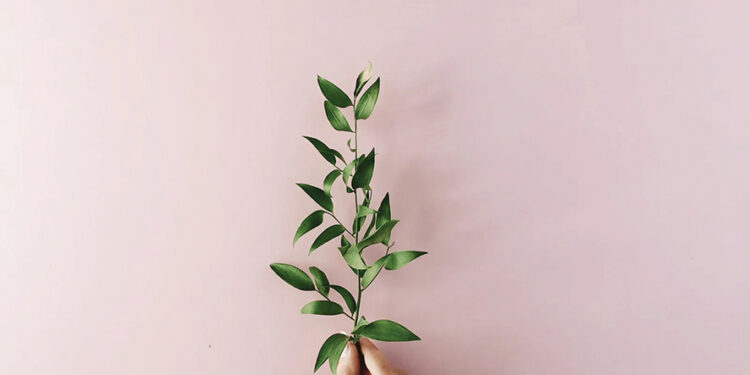 An olive branch, symbol of peace. Image source: olivellaline