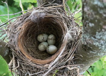 A Panther Wakes: Fashion as Epic and the Birth of Gio Levan