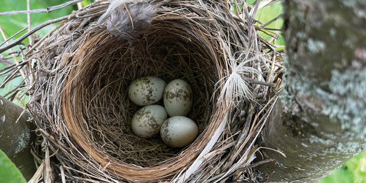 A Panther Wakes: Fashion as Epic and the Birth of Gio Levan