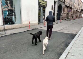 Georgia launches state program to tackle stray dog problem