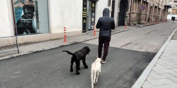 Georgia launches state program to tackle stray dog problem