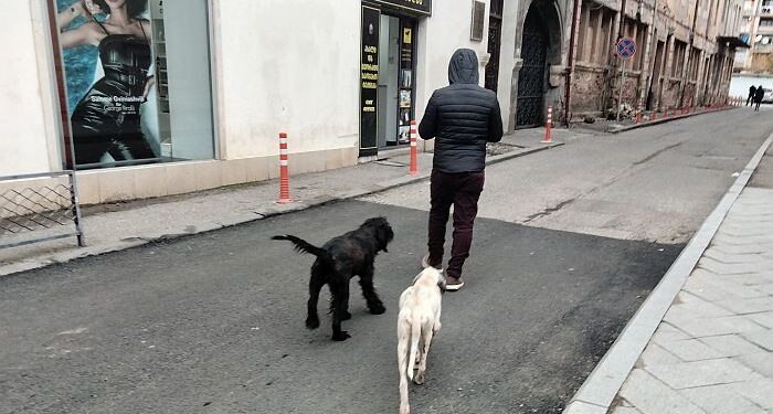 Georgia launches state program to tackle stray dog problem