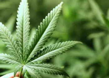 Georgia moves to tighten cannabis laws under expedited legislative review