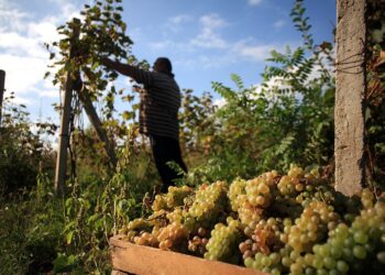 Harvest 2025: Over 120 wine companies already registered to join