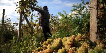 Harvest 2025: Over 120 wine companies already registered to join