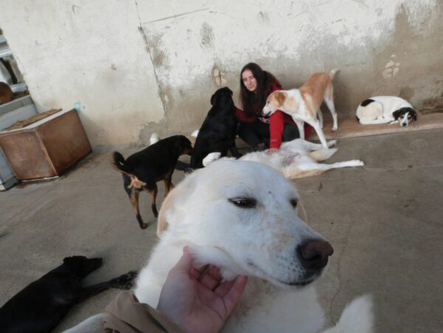Street dogs. Source: gspsa.org.ge