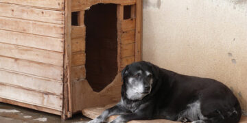 Street dogs. Source: gspsa.org.ge