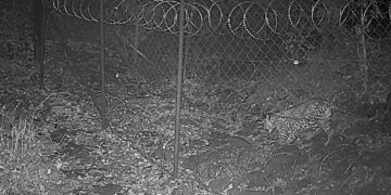 Leopard spotted in Georgia’s Algeti National Park for the first time in 20 years