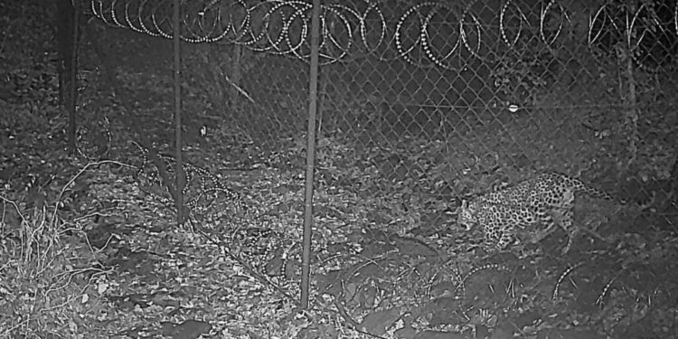 Leopard spotted in Georgia’s Algeti National Park for the first time in 20 years