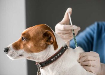 Rabies case confirmed in Martvili as Georgia expands stray animal control program