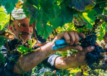 Kakheti launches 2025 grape harvest with new state purchase policy