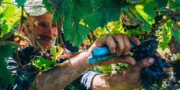Kakheti launches 2025 grape harvest with new state purchase policy