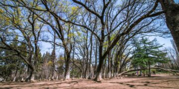 Kaladze pledges full rehabilitation of Dighomi Forest-Park