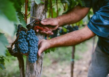 Georgia shifts to centralized grape procurement for 2025 harvest