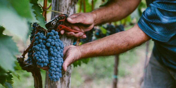 Georgia shifts to centralized grape procurement for 2025 harvest