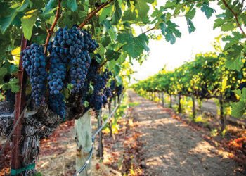 Grapes ready for harvest. Source: Investor.ge