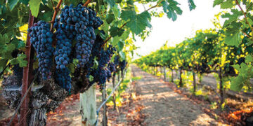 Grapes ready for harvest. Source: Investor.ge