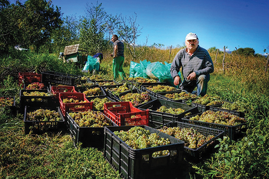 The harvest. Source: Investor.ge