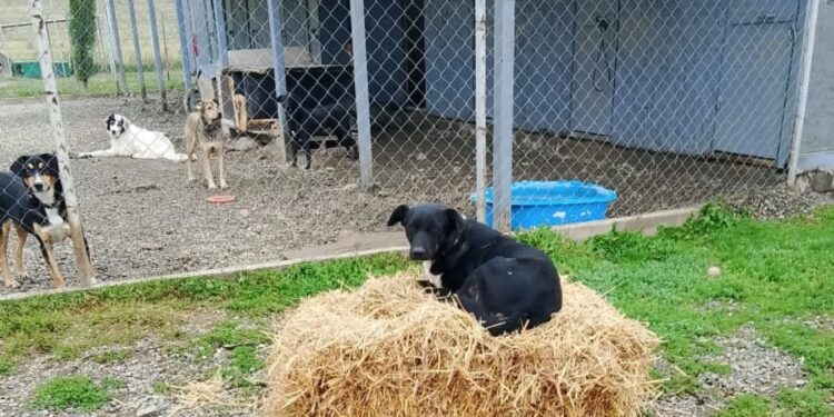 Brown’s Bar Quiz Raises 20,000 GEL for Tbilisi Dog Charity