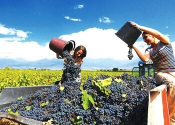 Georgia records largest grape harvest in three decades