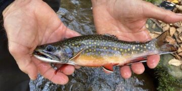 Brook Trout population increases in Western Georgia’s mountain rivers