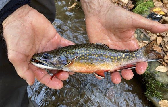 Brook Trout population increases in Western Georgia’s mountain rivers