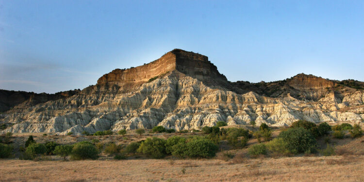 Georgia’s National Wildlife Agency launches restoration effort for Red List oak species