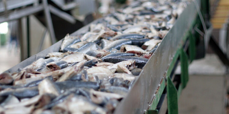 National Food Agency finds critical violations in fish processing facilities